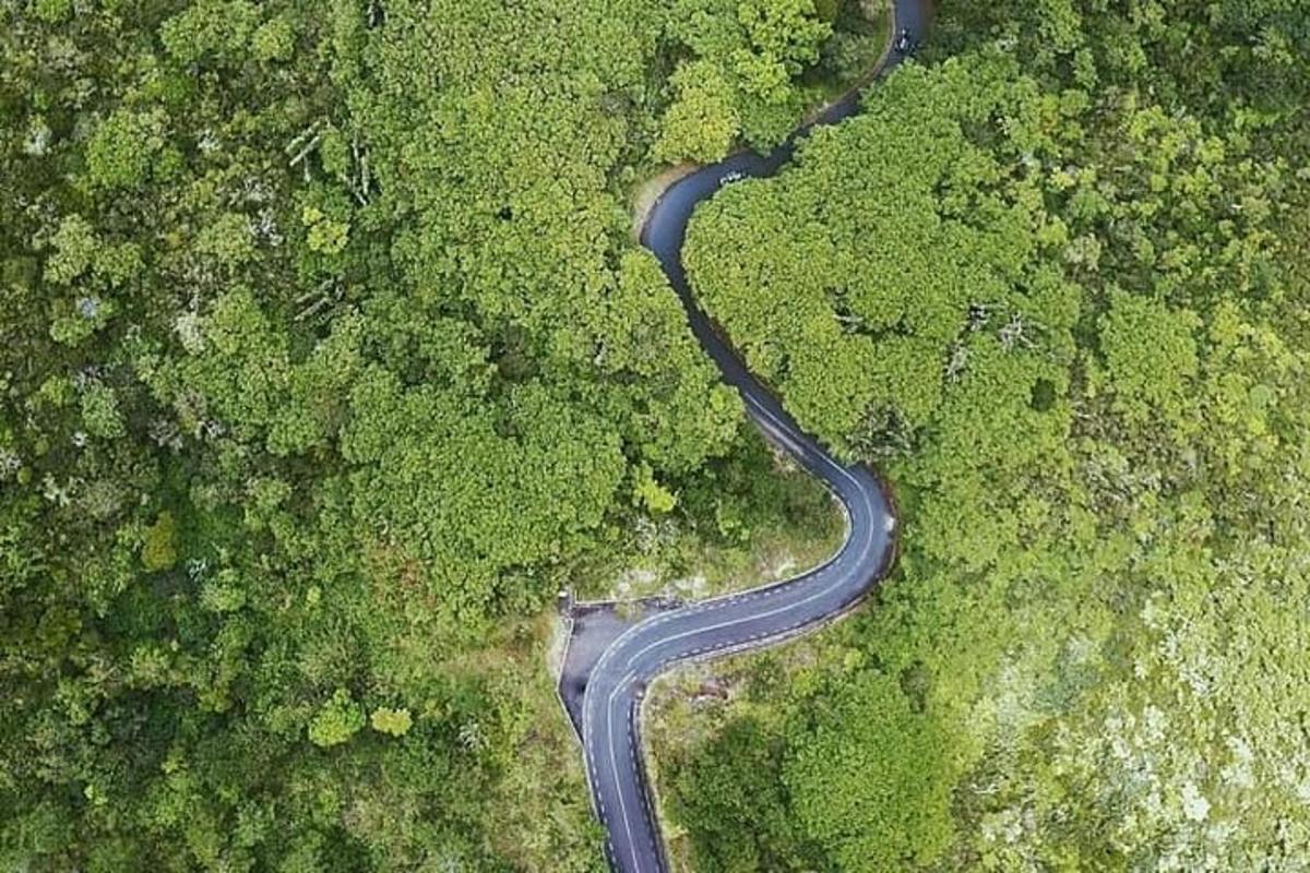 извилистая дорога посреди леса