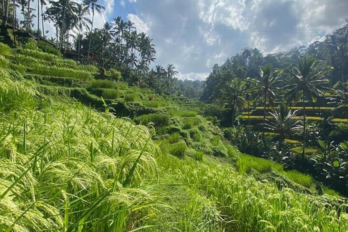 một sườn đồi xanh tươi với cỏ và cây cọ