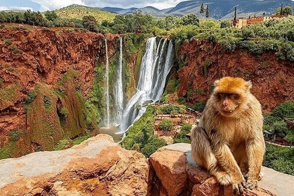 a monkey sitting on a rock in front of a waterfall