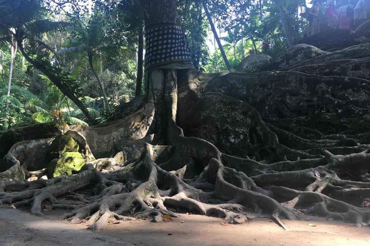 un grande albero con le radici a terra