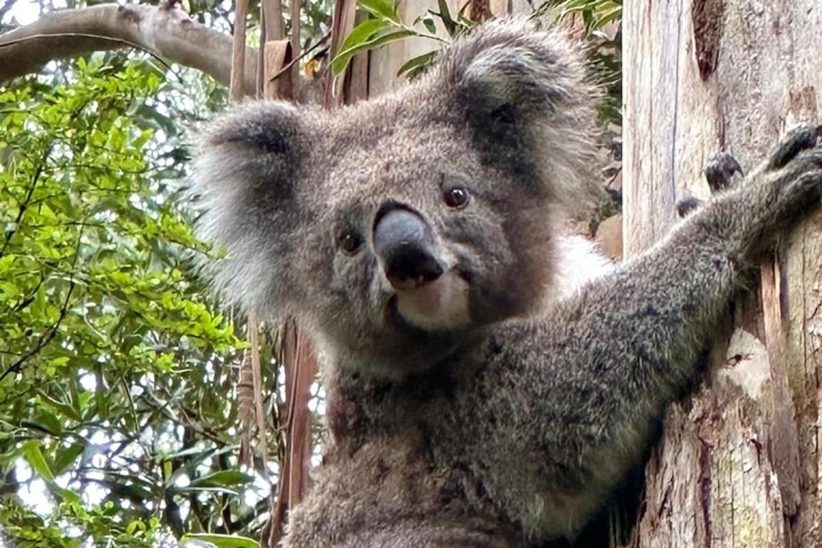 Medvídek koala leze na strom