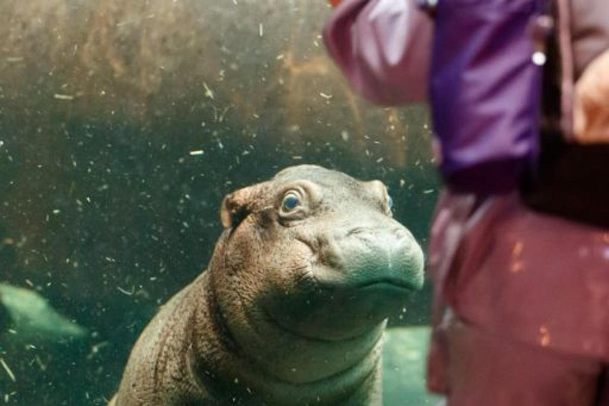 a seal is looking up at a person