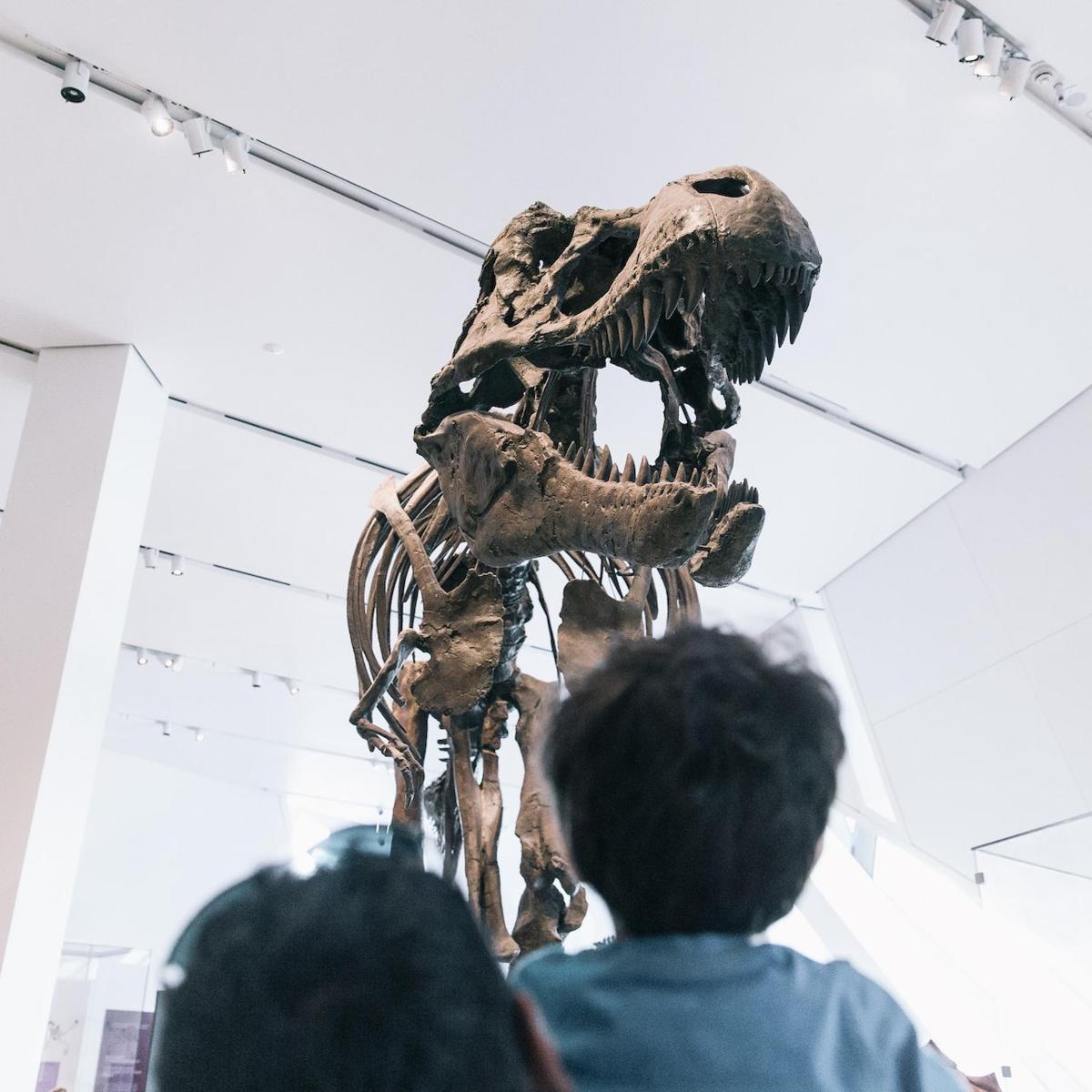 Menschen, die sich in einem Museum ein Dinosaurierskelett ansehen