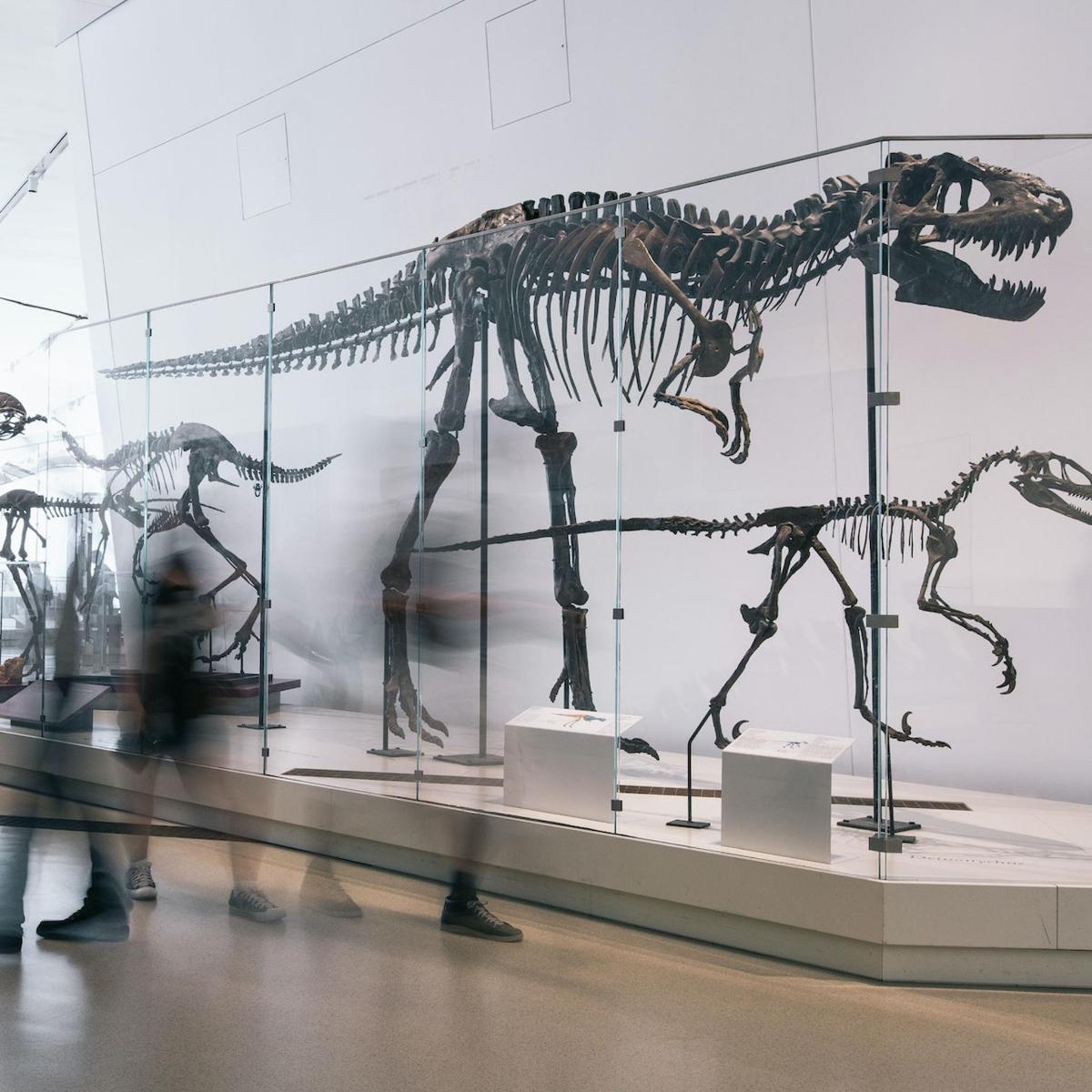 ein Skelett eines Dinosauriers, ausgestellt in einem Museum