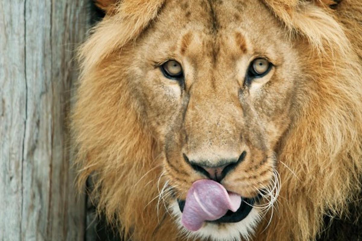 a lion with its tongue sticking out
