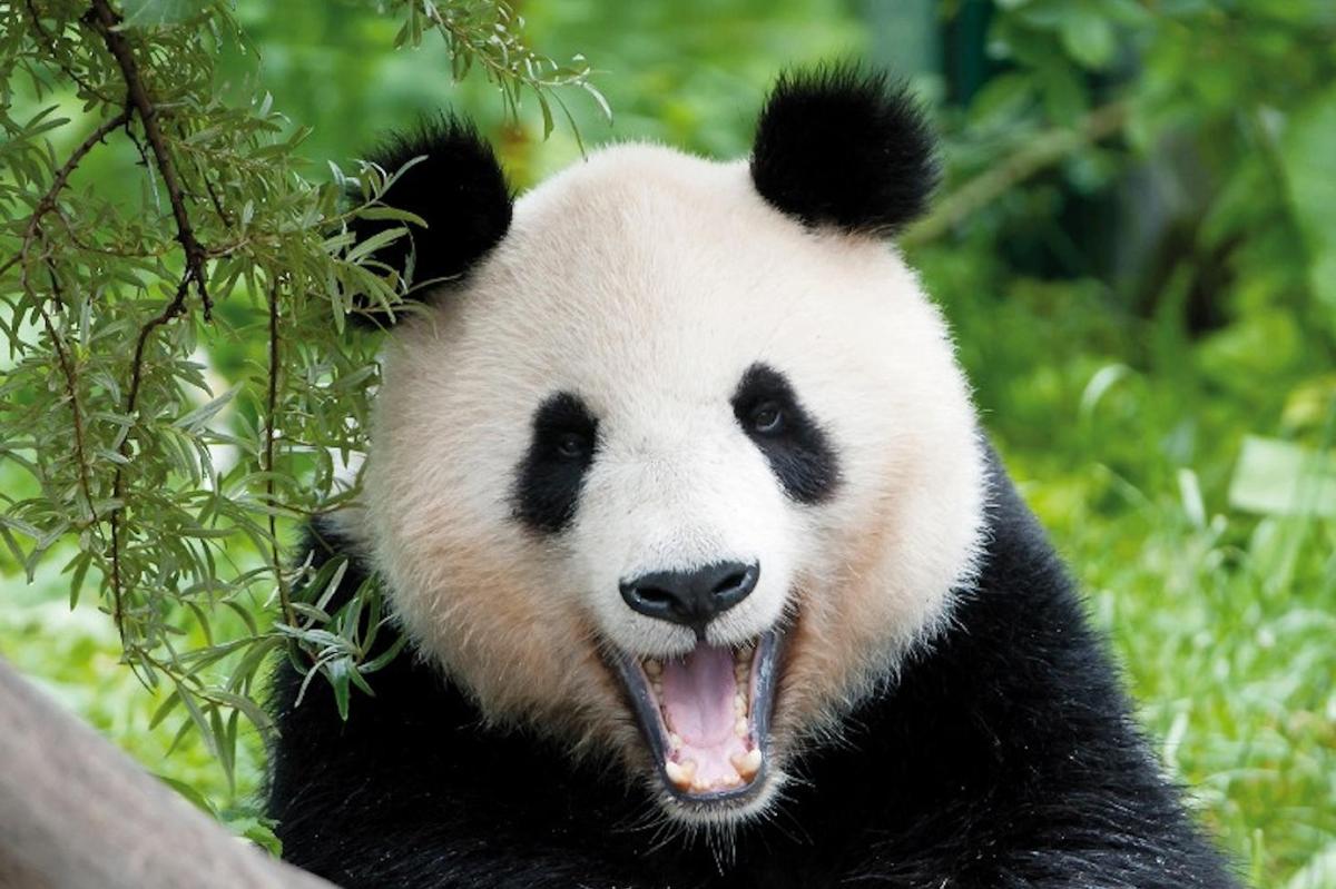 a panda bear with its mouth open