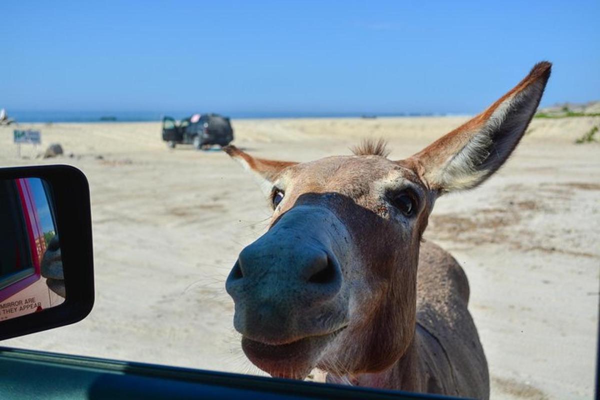 uma vaca colocando a cabeça para fora da janela de um carro