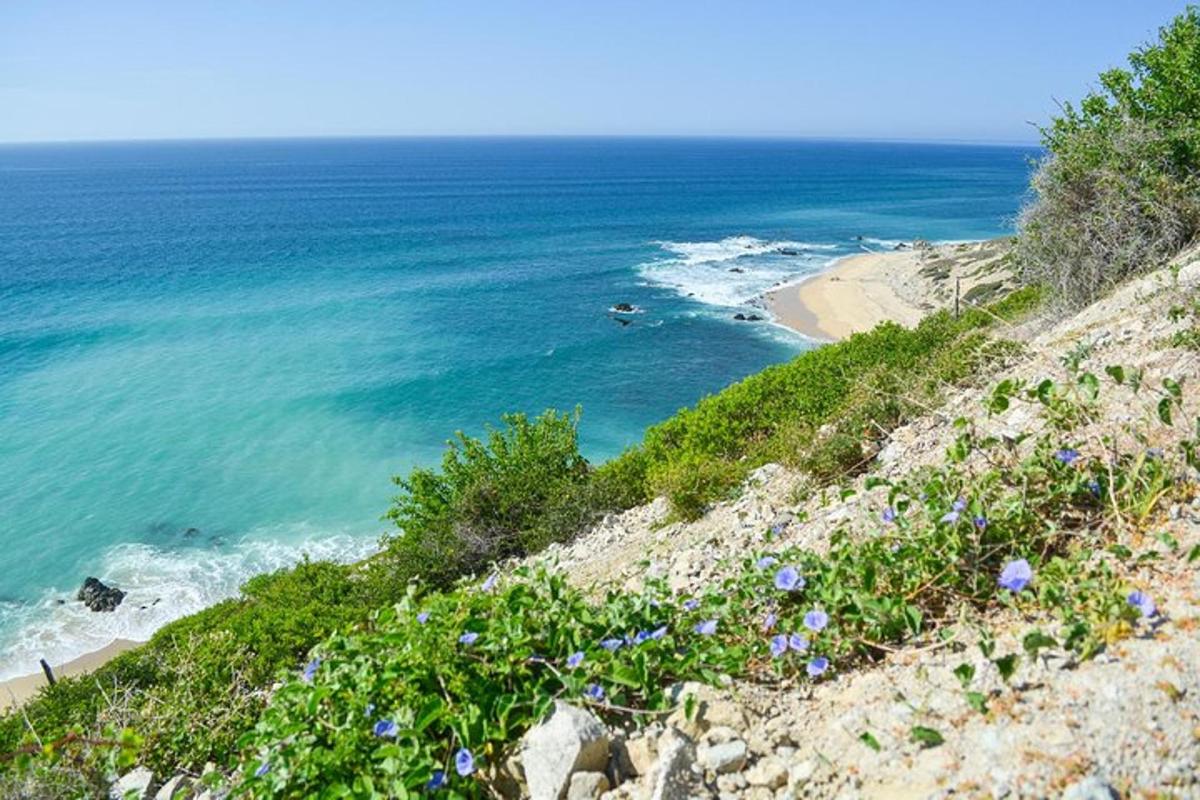 uma vista do oceano e uma praia com flores