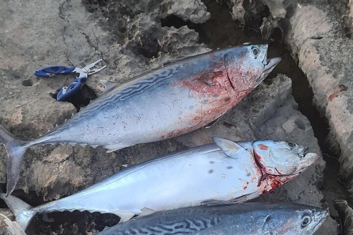két döglött hal fekszik egymás mellett a földön