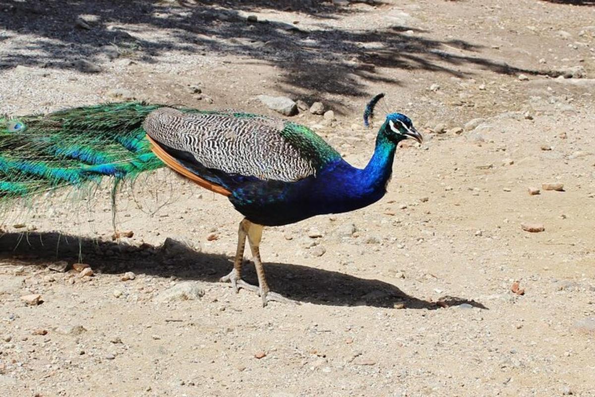 Un pavo real caminando por el suelo con las plumas de su cola.