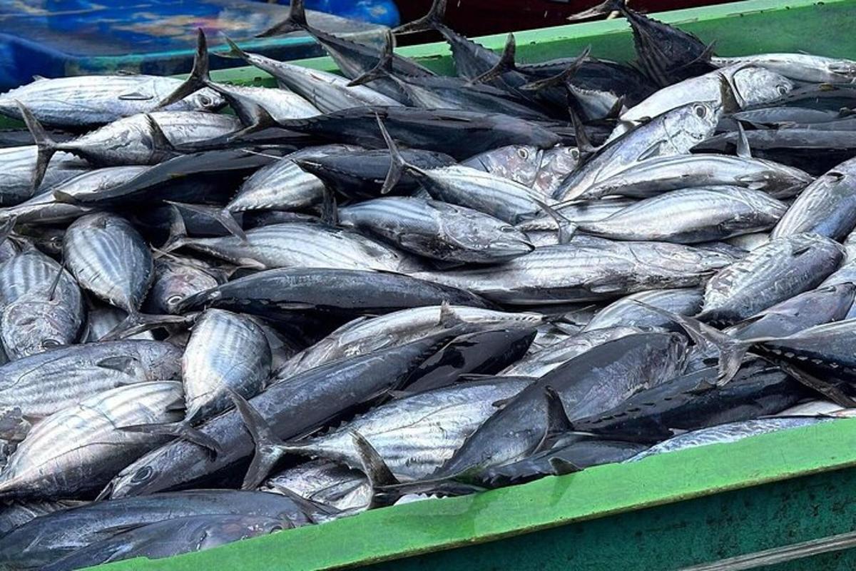 a bunch of silver fish in a green container
