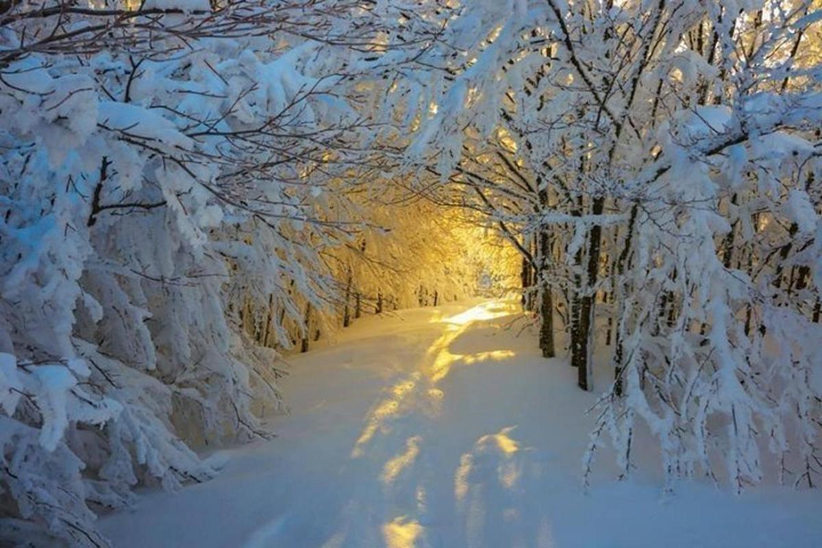 una coperta di neve strada con alberi coperti di neve