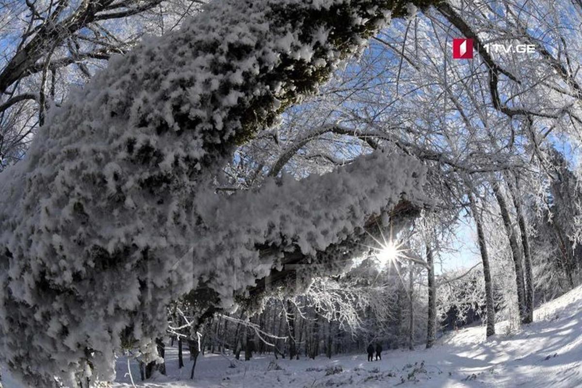 白雪覆盖的森林中一棵被雪覆盖的树