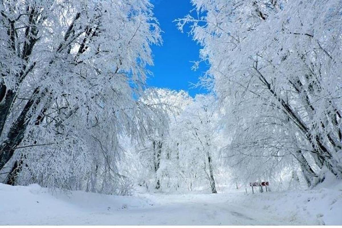 un gruppo di persone che camminano in una foresta innevata
