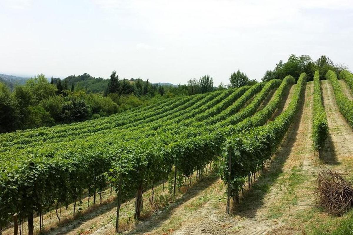 vinograd z vrstami zelenih trt