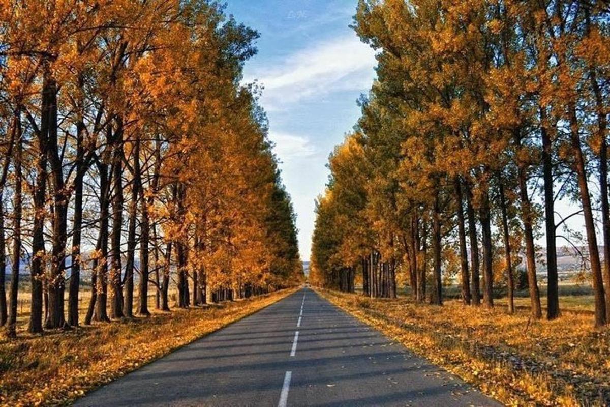 两旁有树的空旷道路
