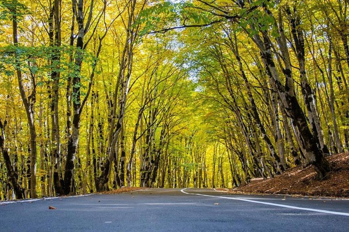 树林中间的一条空旷的道路