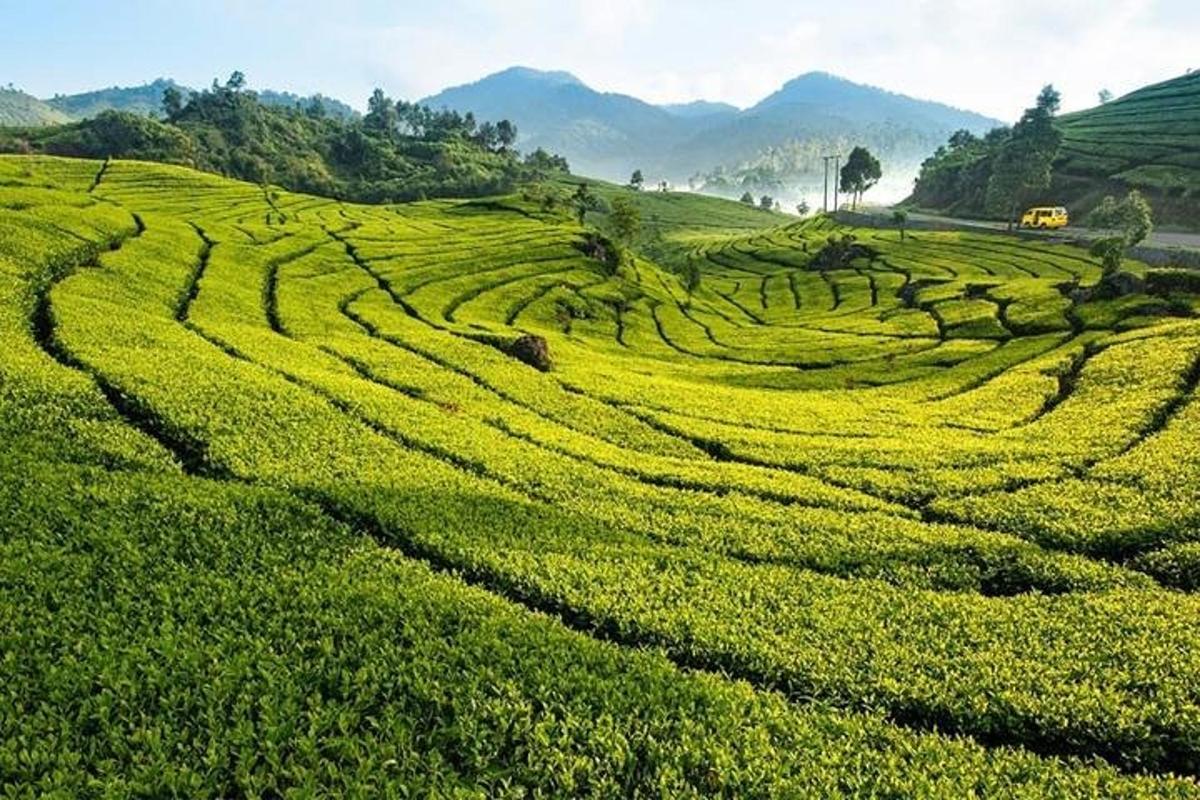 un campo di erba verde con le montagne sullo sfondo