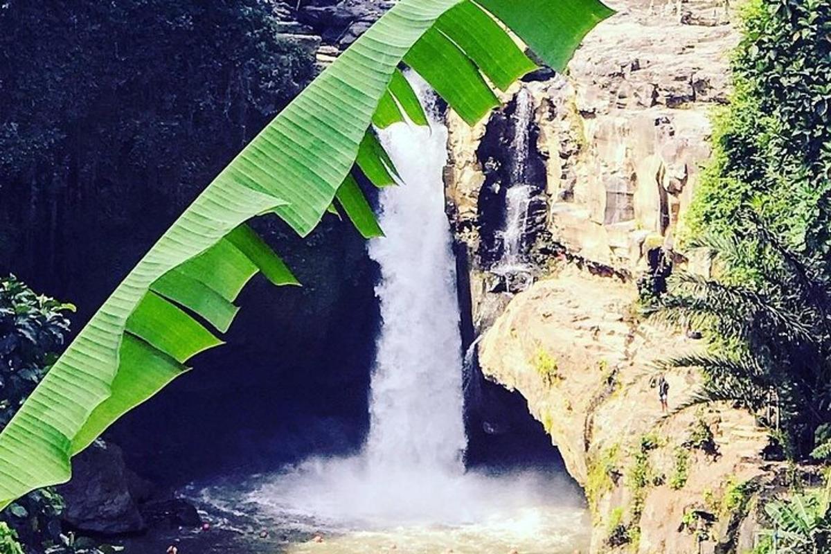 a waterfall on a cliff with a large green leaf