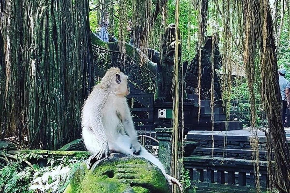 a monkey sitting on a rock in front of a staircase
