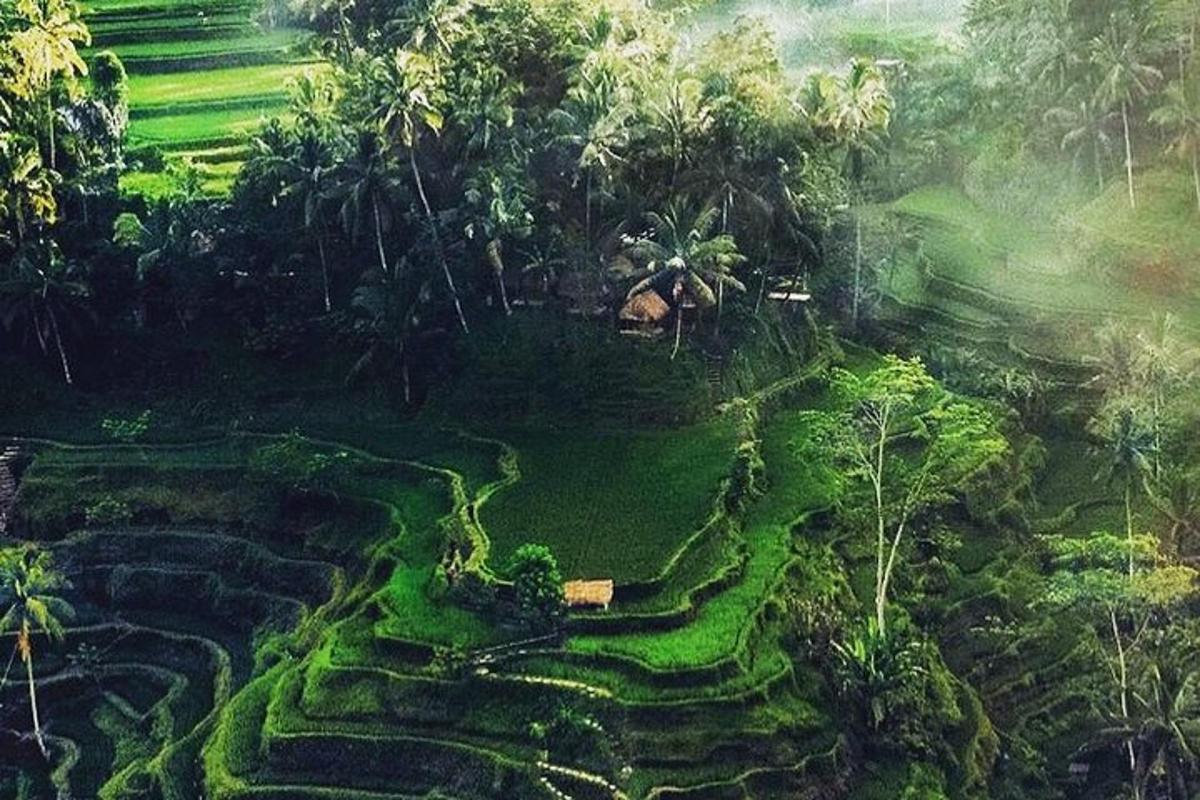 una vista aerea di una risaia nella giungla