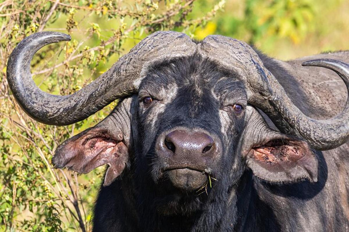 seekor lembu jantan dengan tanduk panjang sedang melihat ke arah kamera
