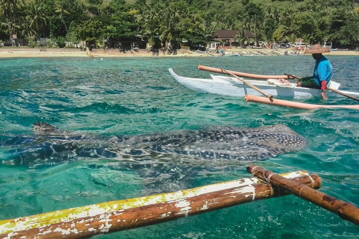 un uomo in barca con una tartaruga nell'acqua