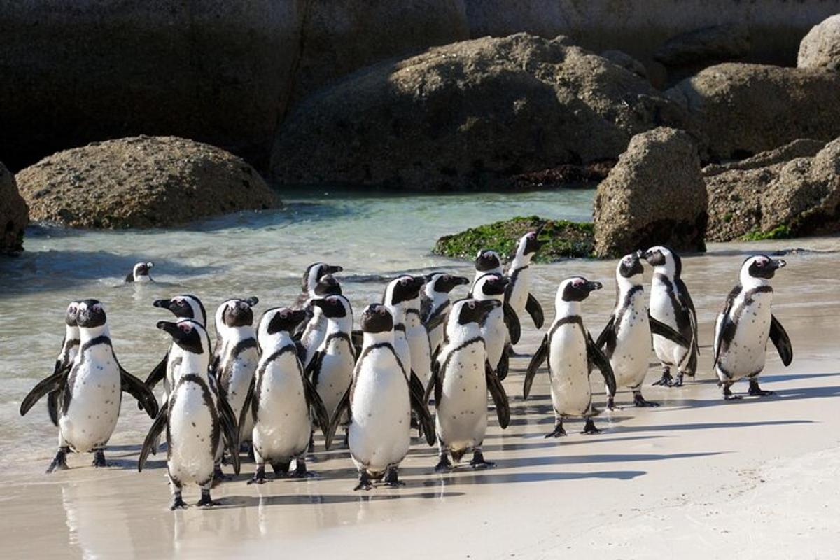 un grup de pingüins caminant per la platja