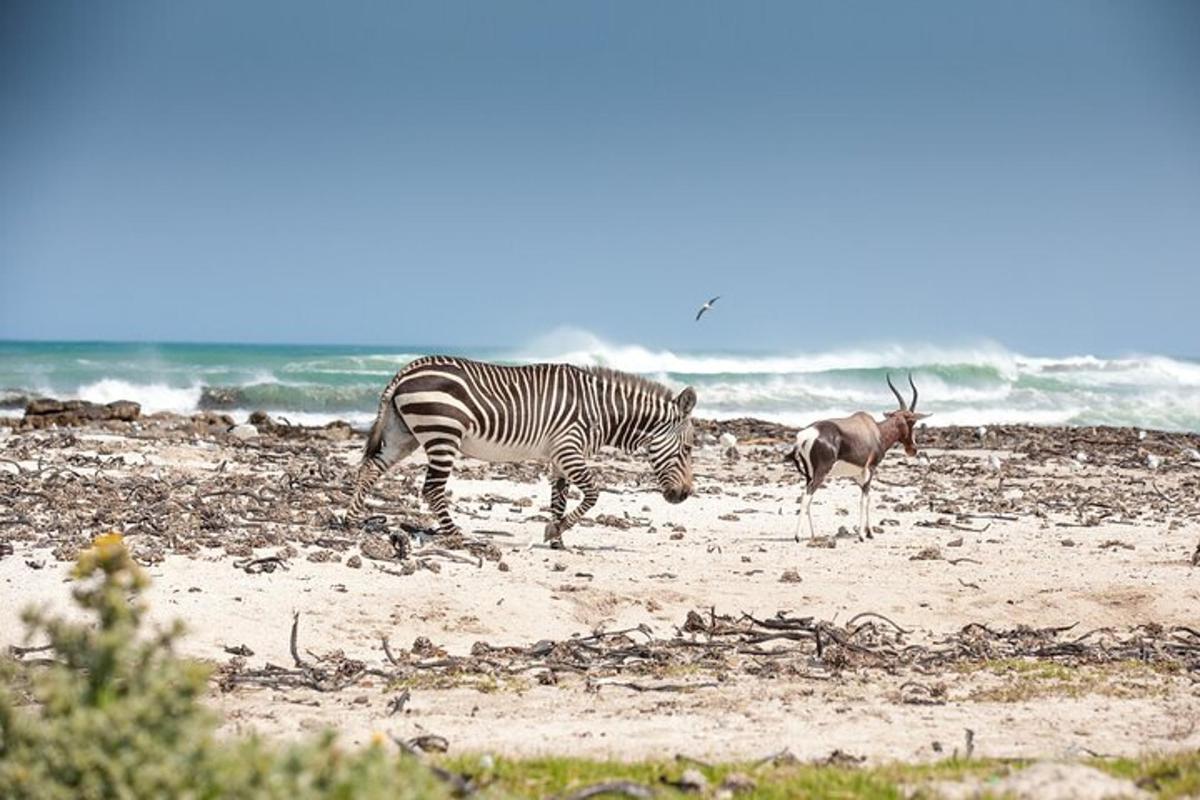 zebra a gazela stojící na pláži