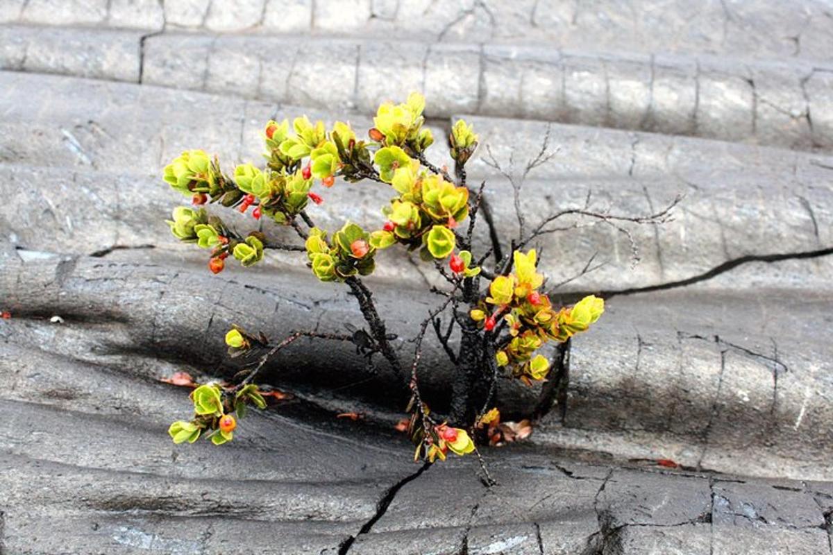 a small plant on the side of a wall