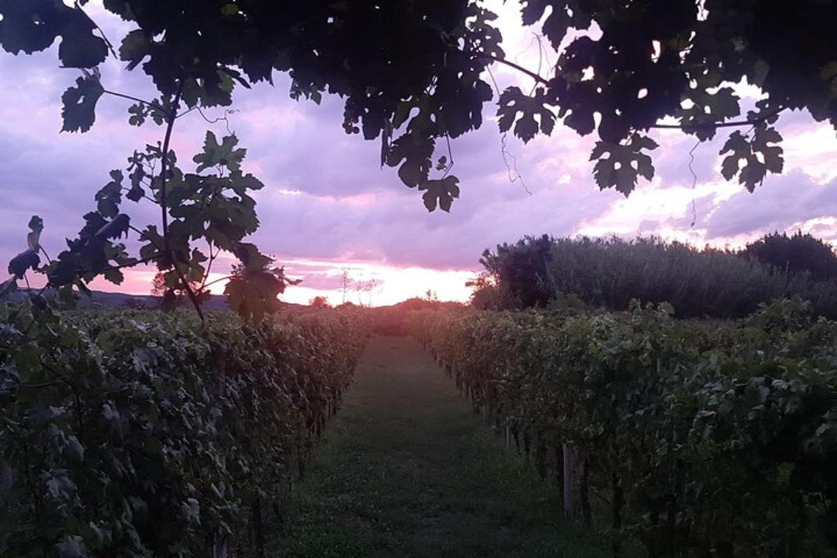 cesta vinicí se západem slunce v pozadí