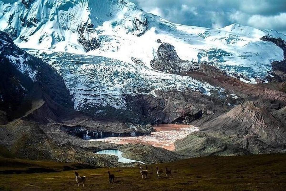 un grup d'animals drets davant d'una muntanya coberta de neu
