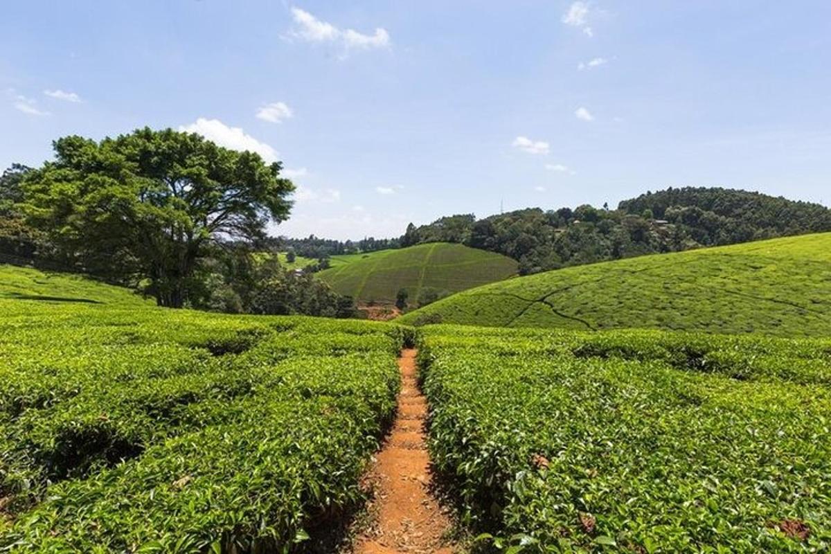 uma estrada de terra através de uma plantação de chá verde