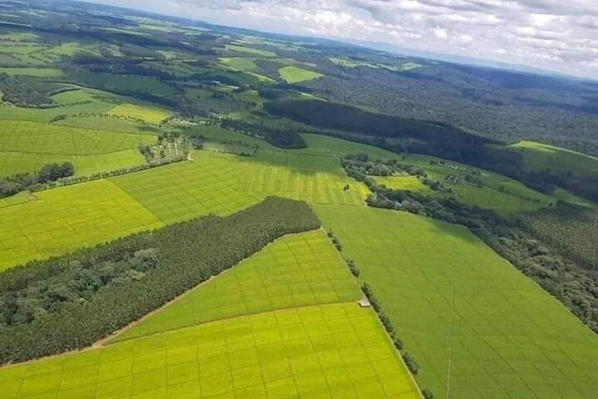 o vedere aeriană a câmpurilor verzi și a copacilor