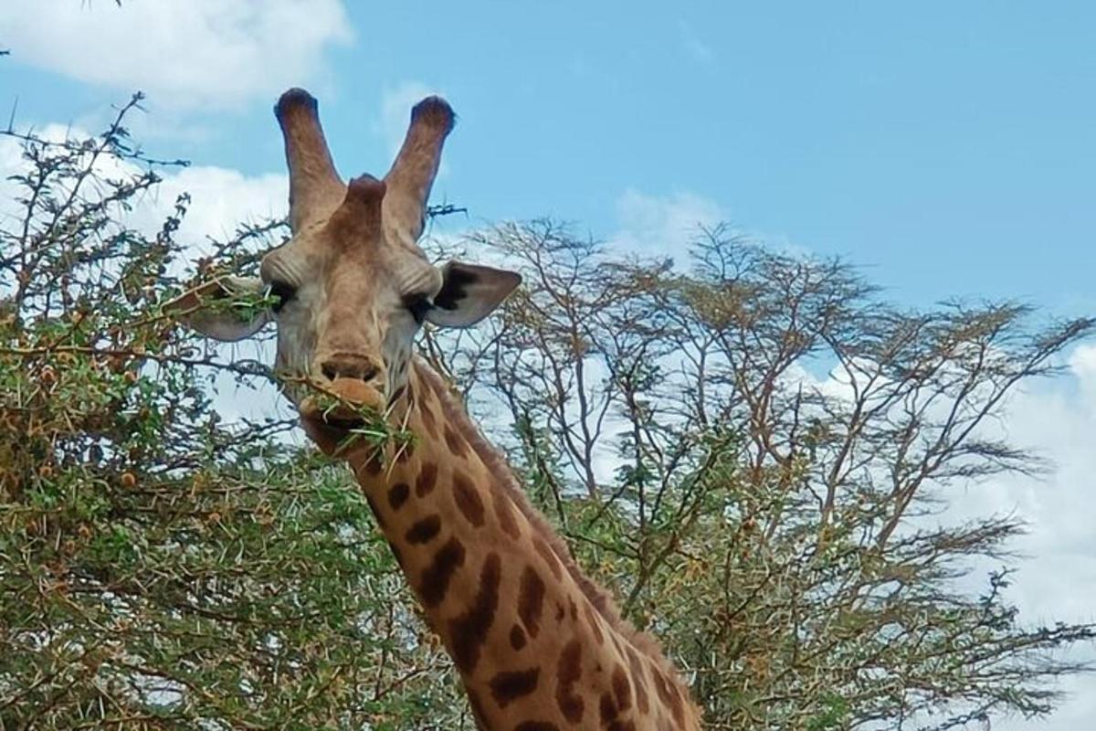 eine Giraffe, die vor einem Baum Gras frisst