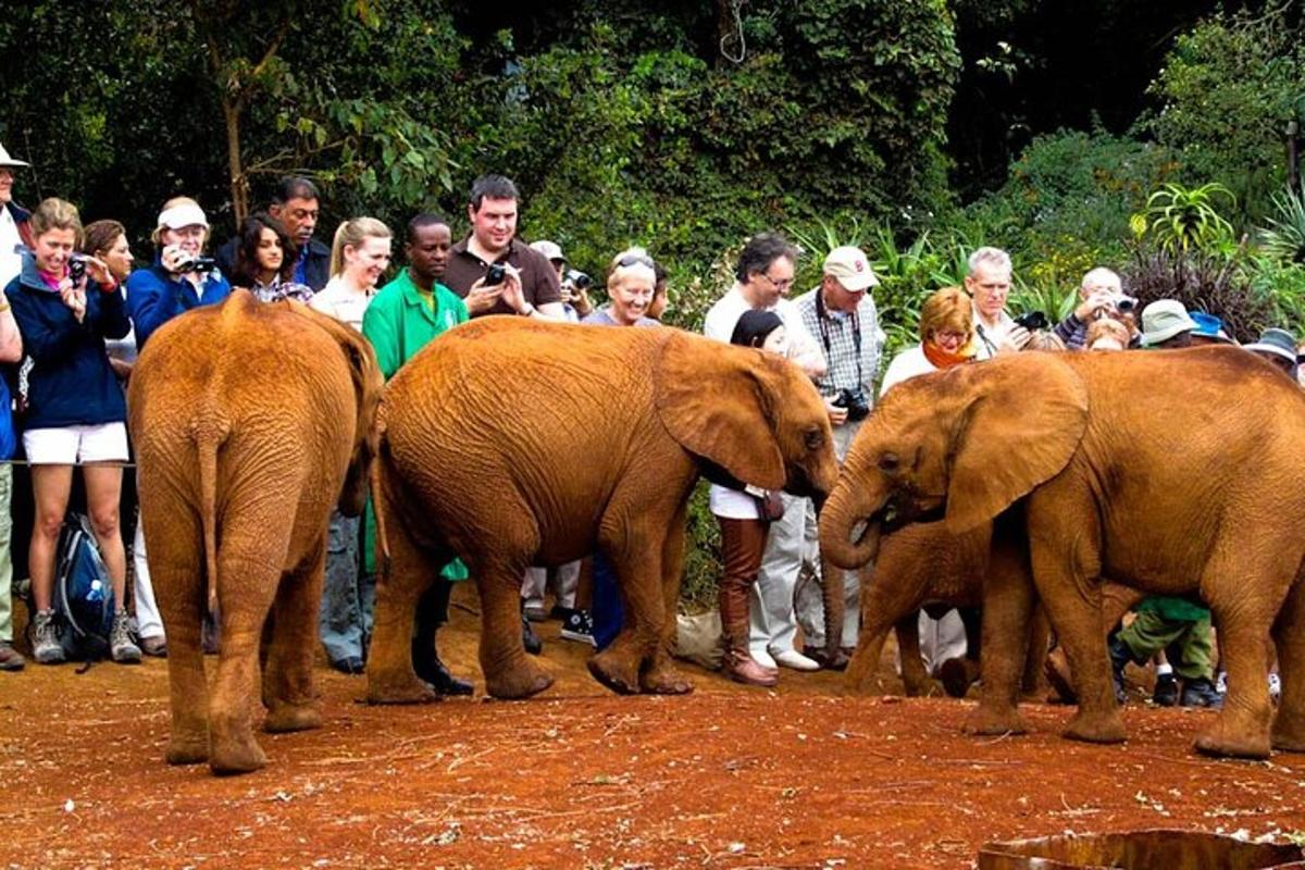 un grup de oameni care se uită la trei pui de elefant