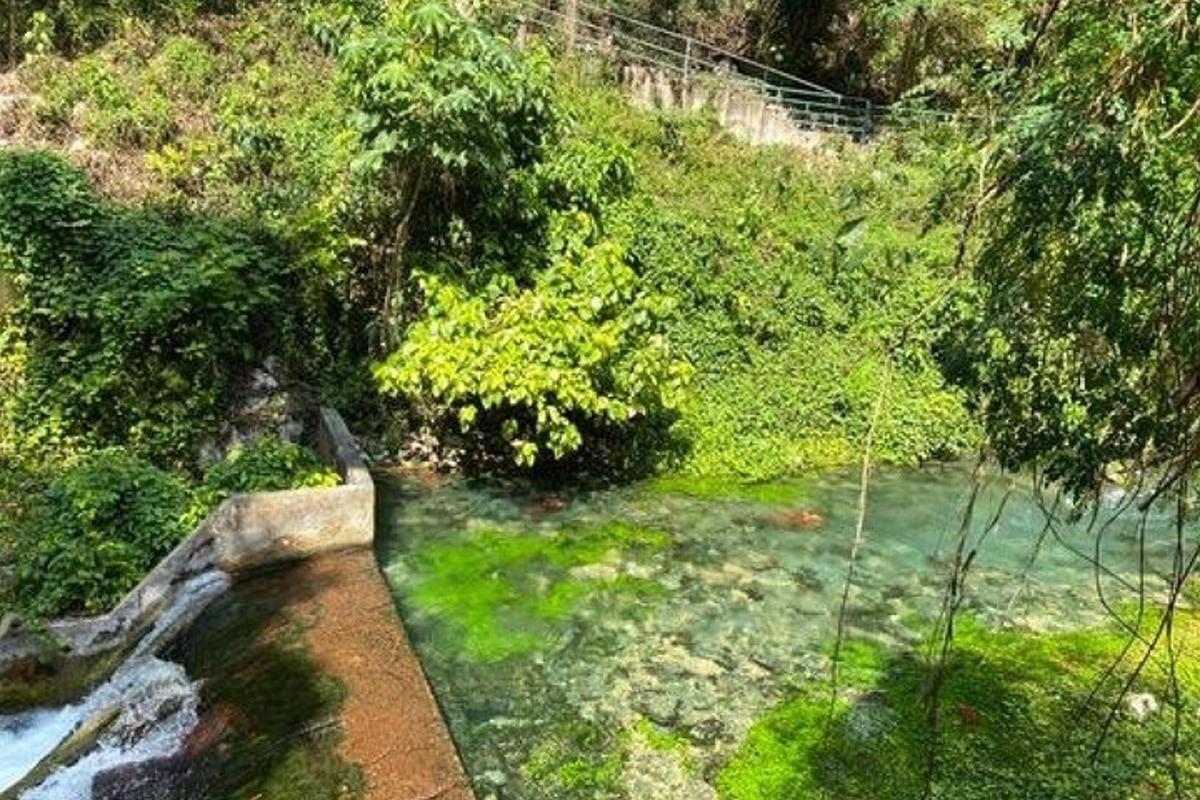 pemandangan dari udara sungai dengan rumput dan pokok