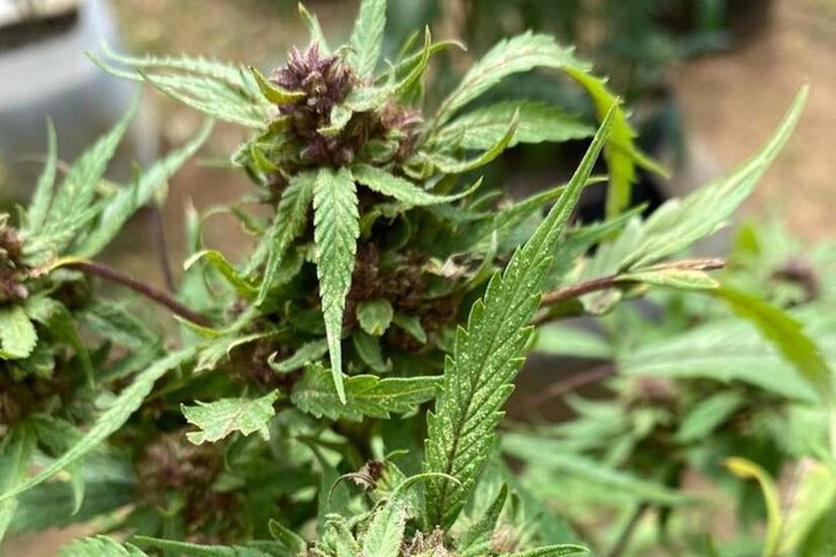 een close-up van een plant met groene bladeren