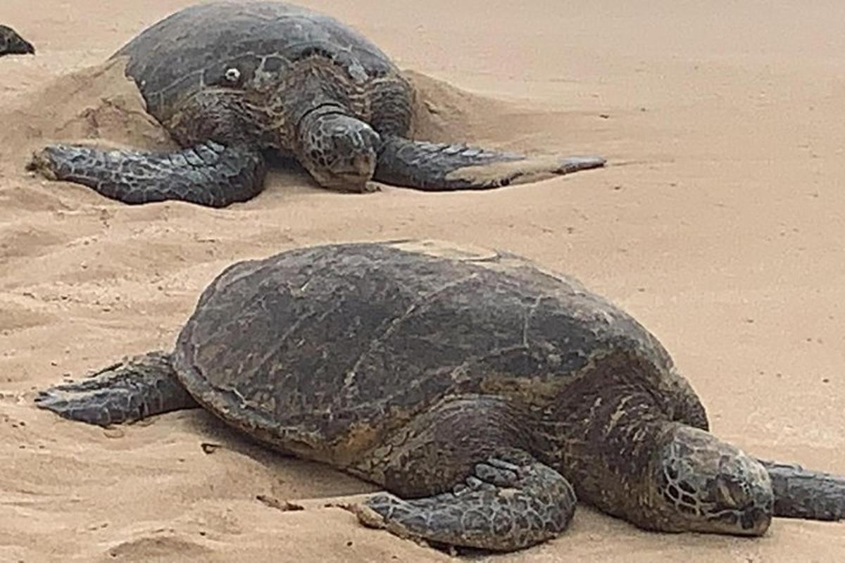 due tartarughe sdraiate sulla sabbia di una spiaggia