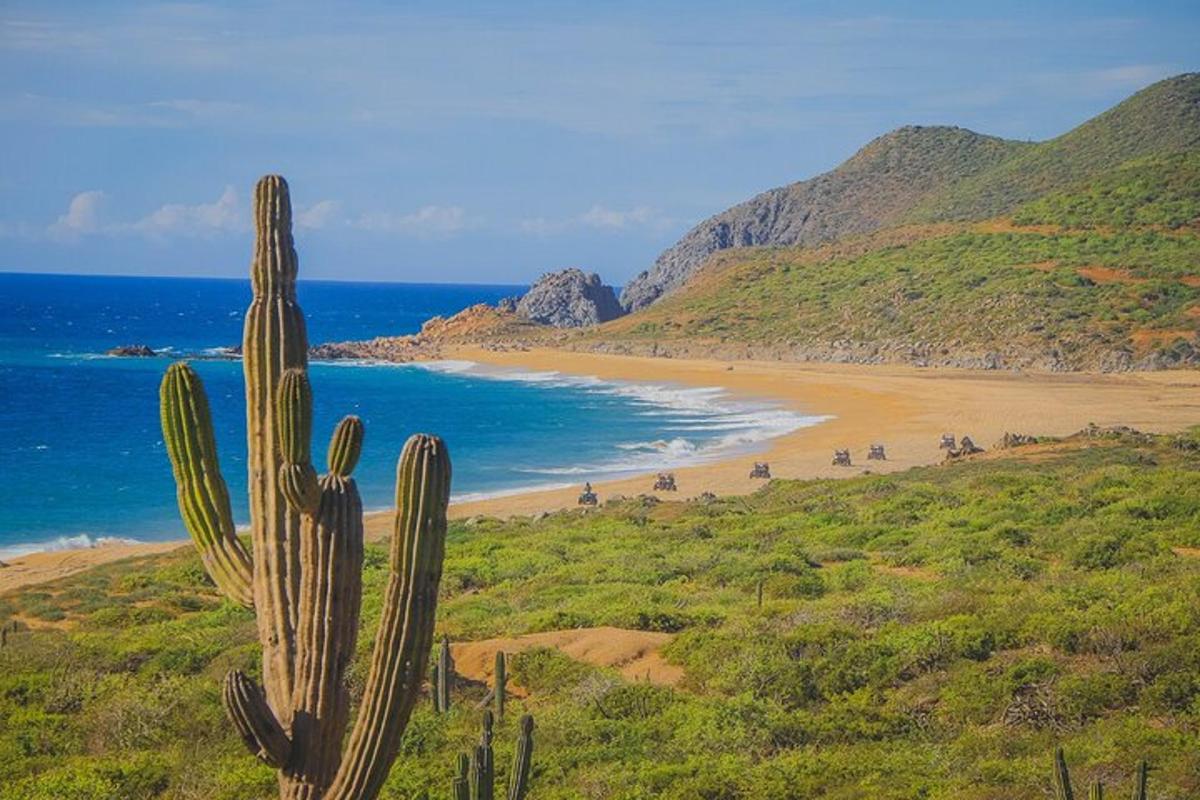 un cactus su una collina vicino a una spiaggia