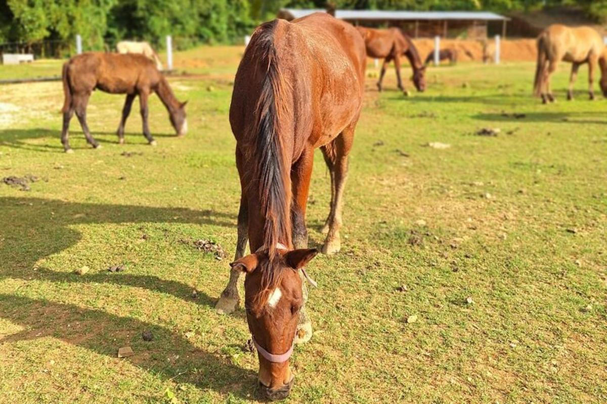 een paard dat graast in een veld met andere paarden