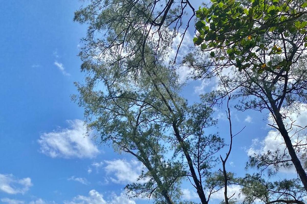 雲が浮かぶ青い空を背景にした2本の高い木