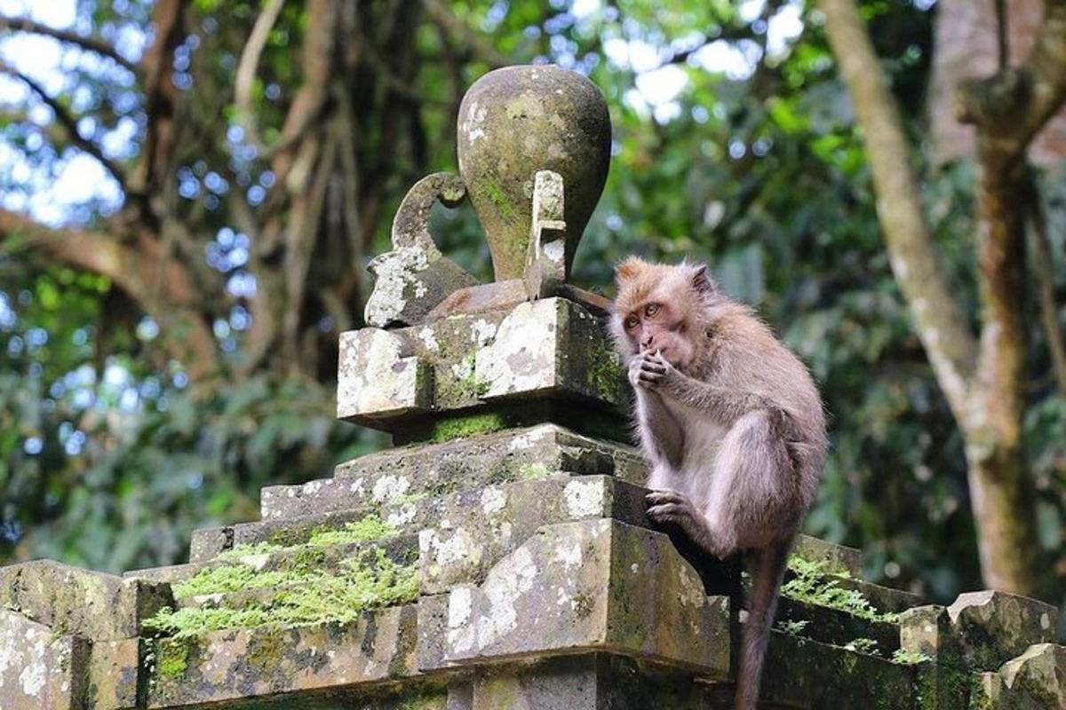 seekor monyet duduk di atas monumen batu