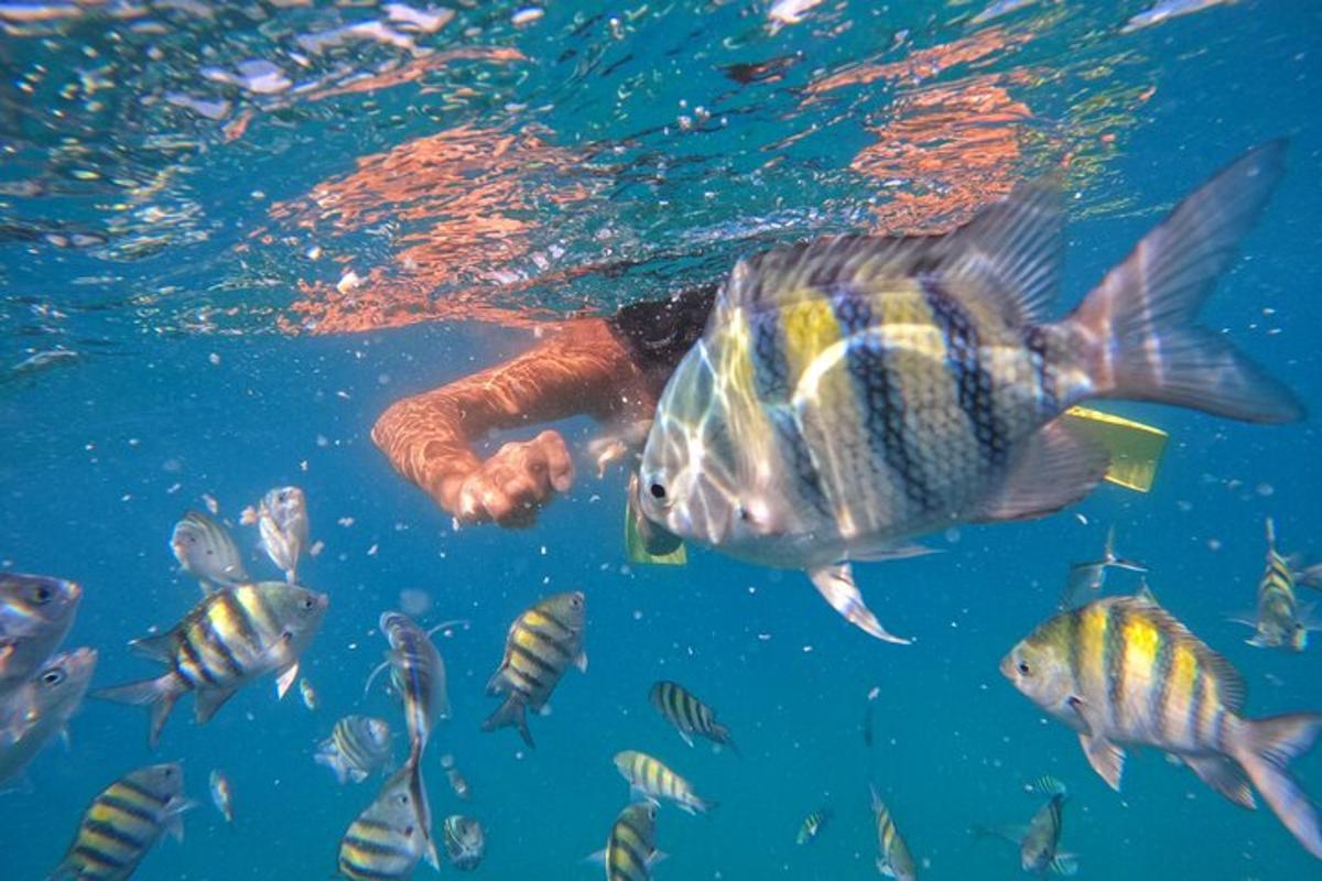 a person swimming in the water with a group of fish