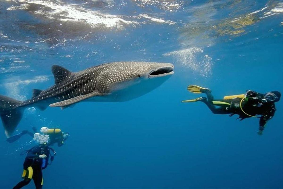 ein Walhai, der neben zwei Menschen im Wasser schwimmt