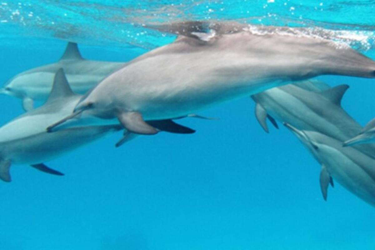 un grupo de delfines nadando en el agua
