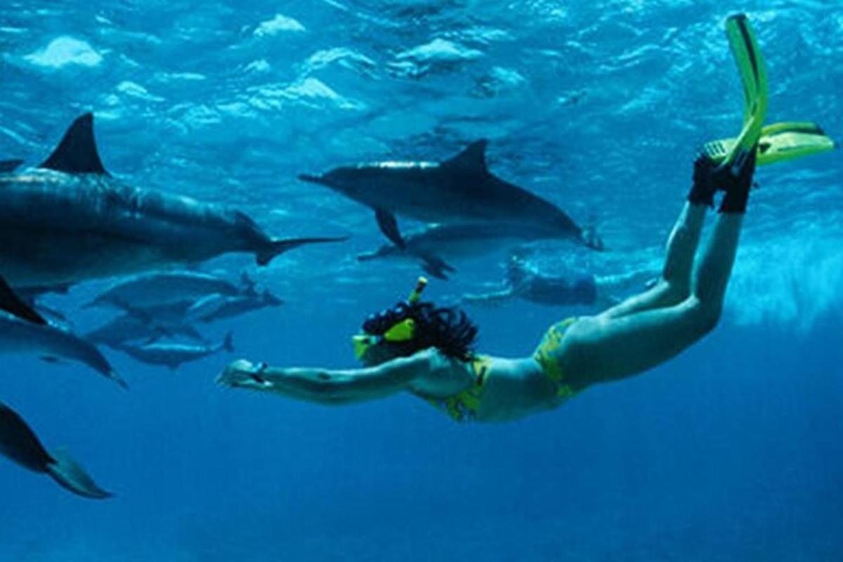 una persona nadando en el agua con tiburones