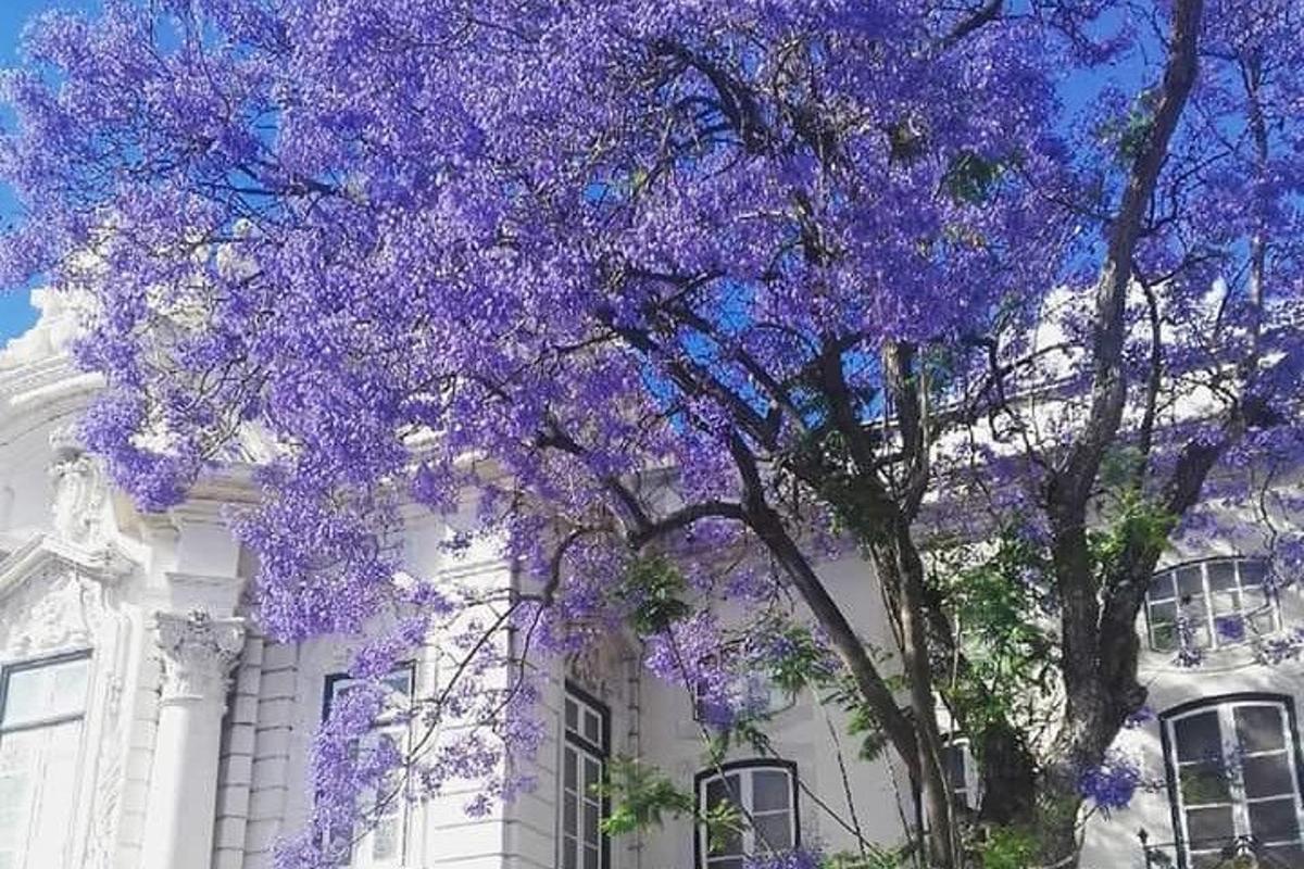 a tree with purple flowers in front of a white building
