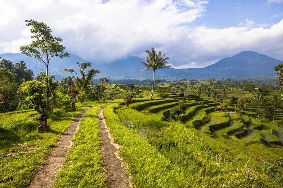 padang dengan pokok palma dan gunung di latar belakang