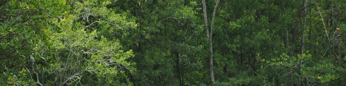 an overhead view of a forest of trees